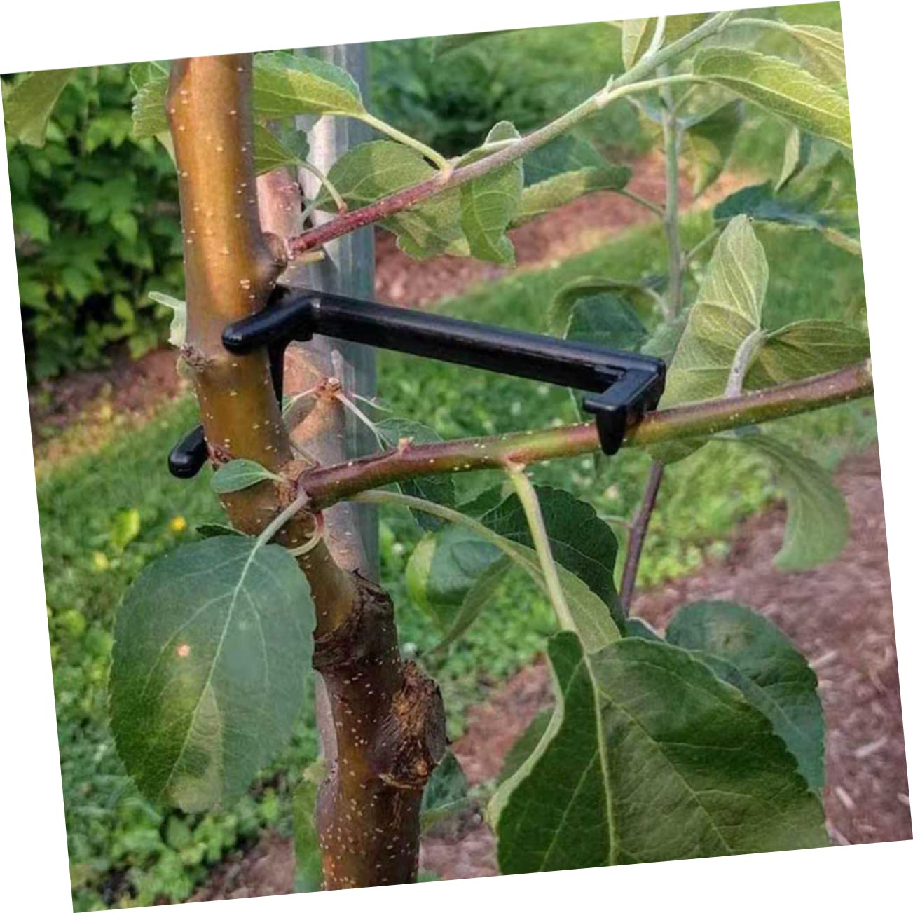 ifundom 5 Sätze Astpresse Flexible Zugglied Pflanzenbiegeklammern Pflanzenbieger Bonsai Pflanzenklammern Zweige Pflanzen Stamm Gartenklammern Astbiegen Oder 10 Stück * 5