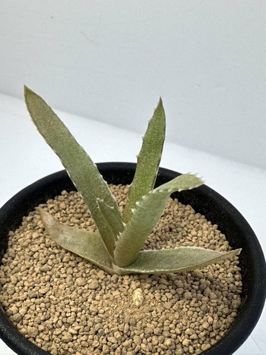 Amazon.co.jp: アロエ ロマトフィラム Aloe Lomatophyllum 実生株 