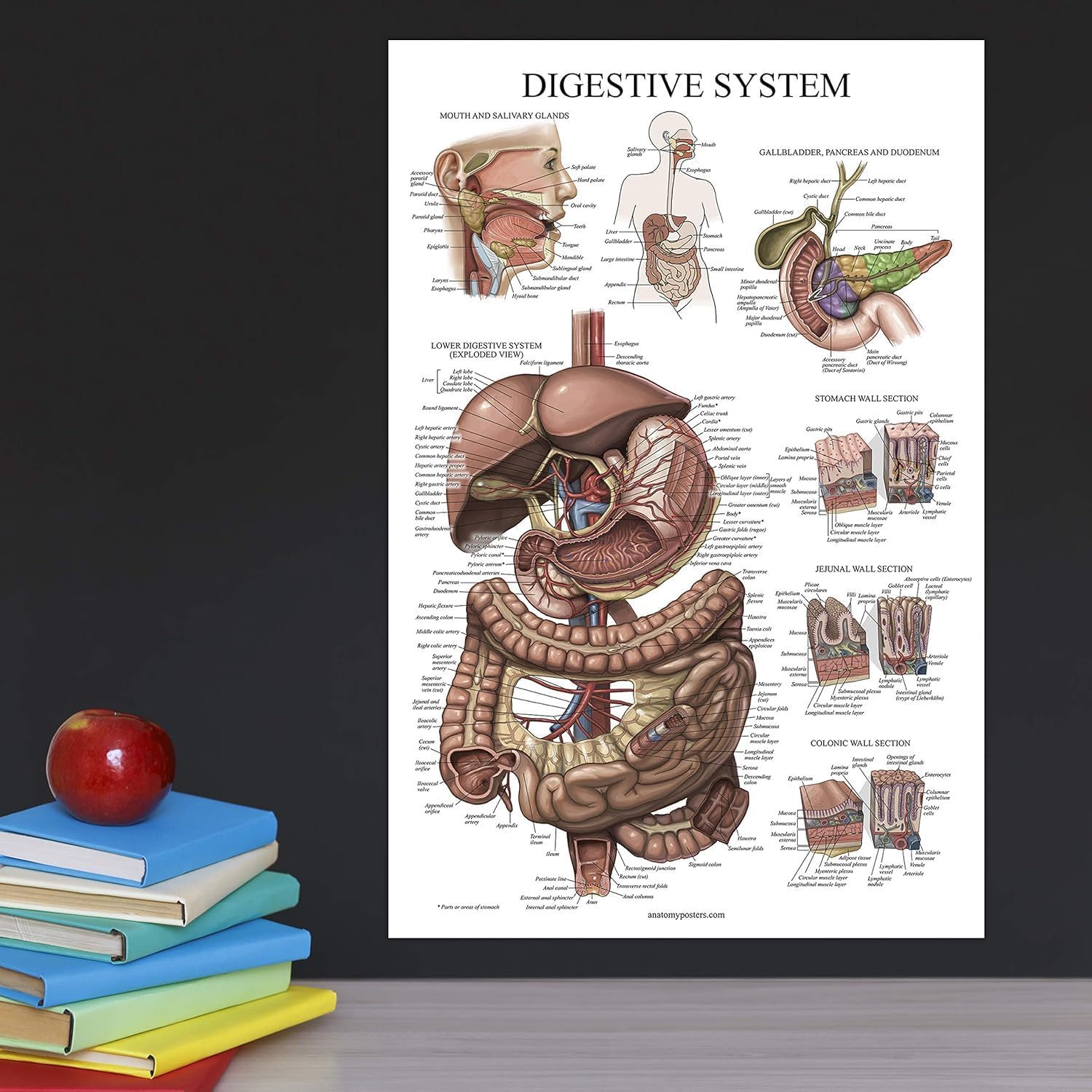 Palace Learning Laminated Digestive System Anatomical Chart - Gastrointestinal Anatomy Poster 18" x 24"