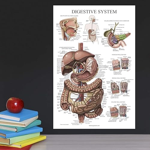 Miniatura 4 de Palace Learning Cuadro anatómico laminado del sistema digestivo - Cartel de anatomía gastrointestinal 18" x 24"
