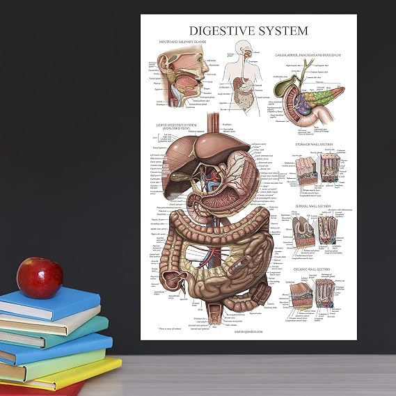 Palace Learning Laminated Digestive System Anatomical Chart - Gastrointestinal Anatomy Poster 18 x 24