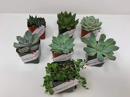 20 macetas seleccionadas a mano de 20in de suculentas de alta calidad variadas
