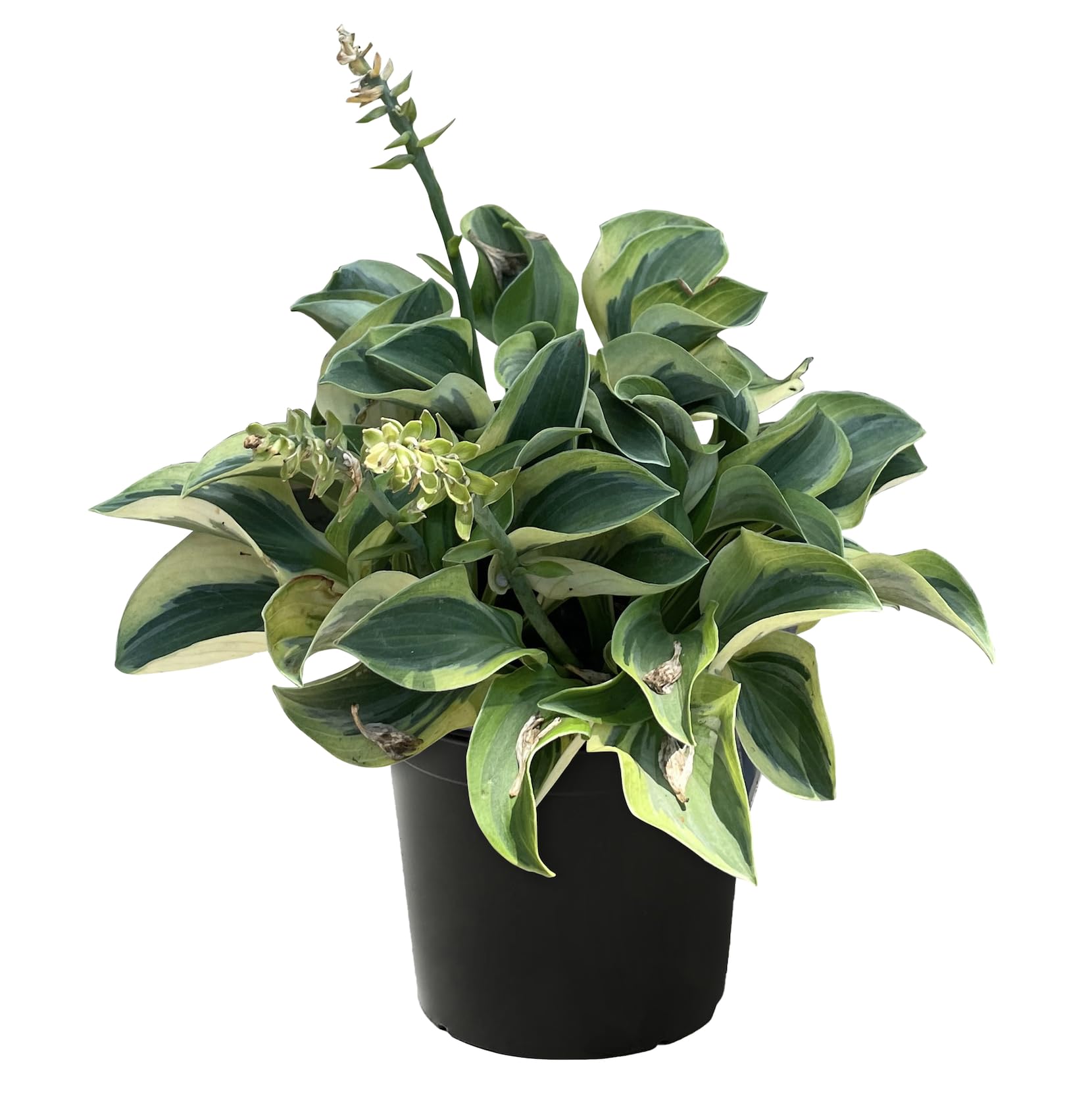 Hosta Band of Gold