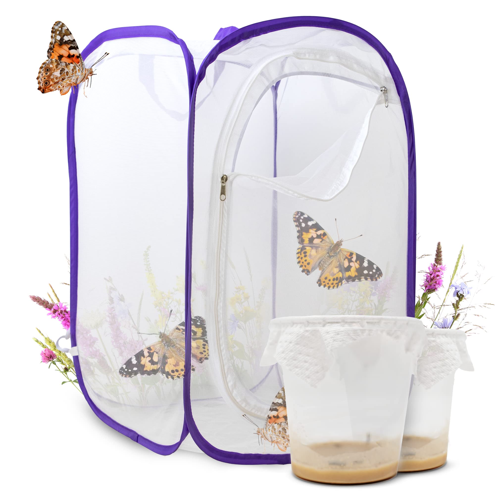 Schmetterlingszucht-Set für Kinder | Ca. 14 Raupen + großem Habitat (40x40x60 cm) | GRATIS E-Book + Lernmaterialien | Zuhause Raupen züchten ab 3 Jahren | Heimische Distelfalter Schmetterlinge züchten