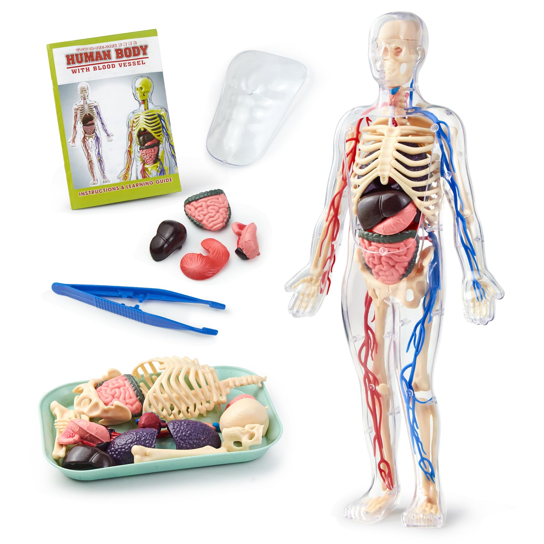 Human Body Model for Kid Human Anatomy Torso.Educational Science Kit, Multicolored, 8 cm x 19 cm x 31 cm