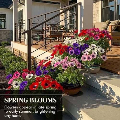 Miniatura 3 de 5 bombillas de flores Anemone "De Caen" para plantar | Multicolor Mix | Barcos de Iowa, Estados Unidos | Planta en otoño. Bombillas de flores