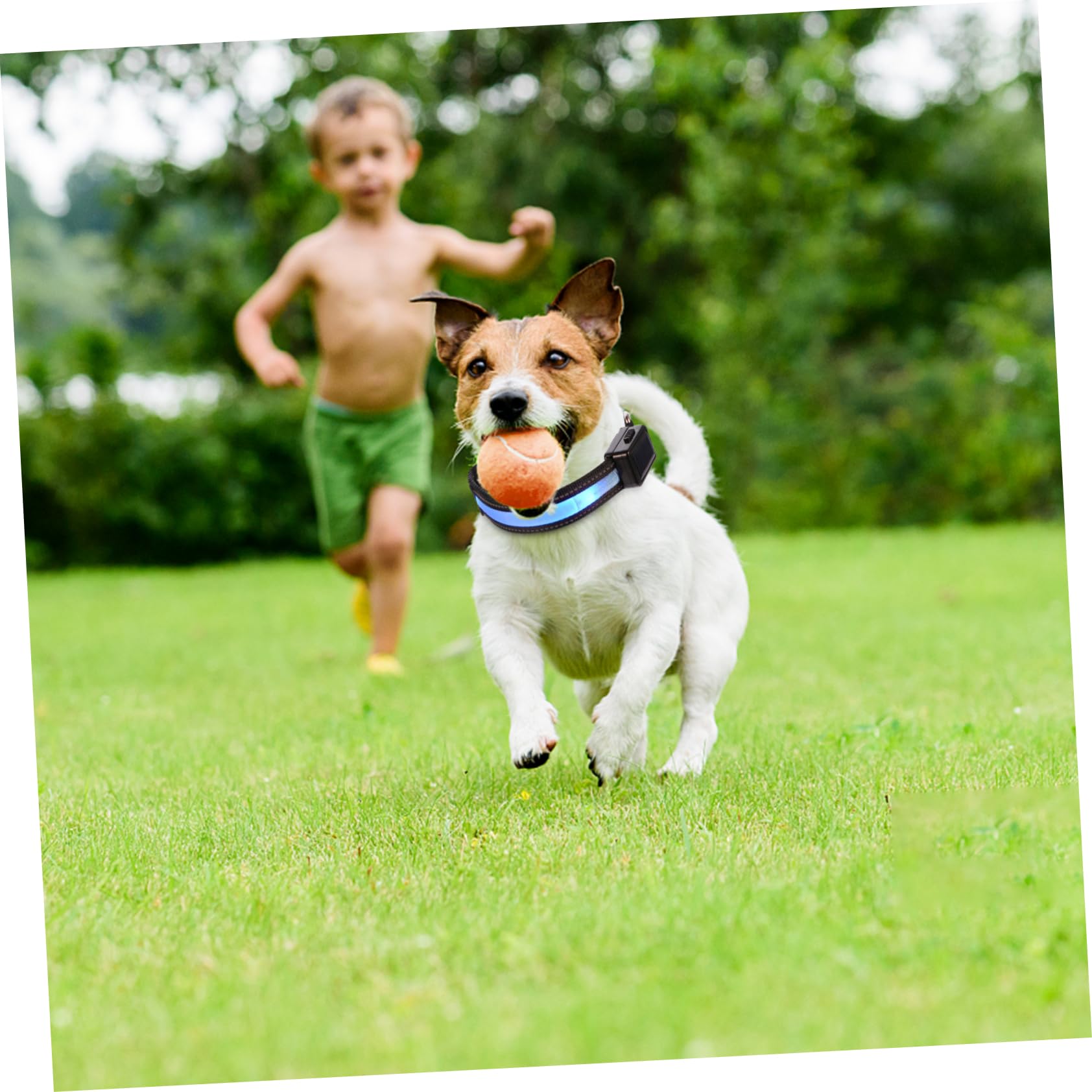 Toddmomy 3 Ensembles Collier Lumineux pour Animaux de Compagnie Colliers Collier LED pour Chiot Dog Collar Collier de sécurité pour Animal de Compagnie Collier de sécurité de Nuit Charge