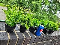 Review Image by Dawn Dawn