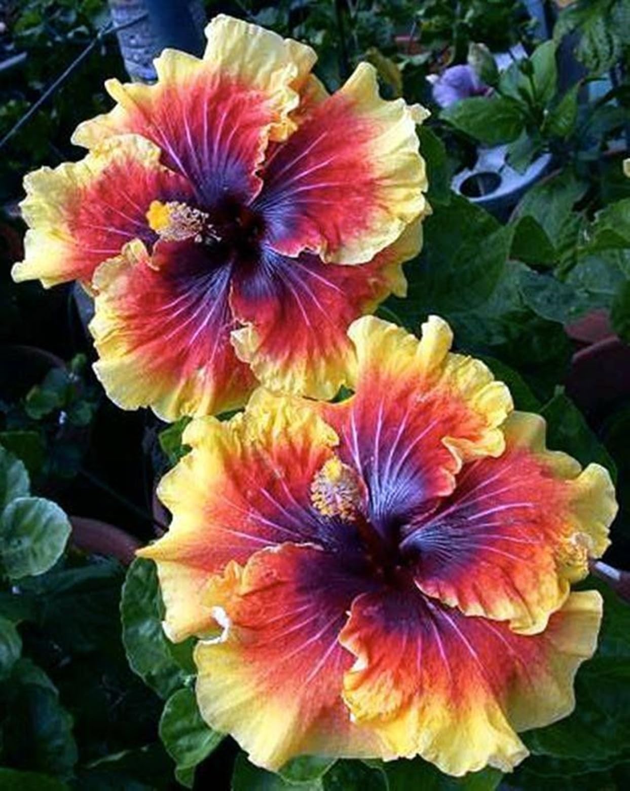 Bulbo de Hibisco - Delgado, Elegante, Suave, Compacto, Lustroso, Delicado-5 bulbo
