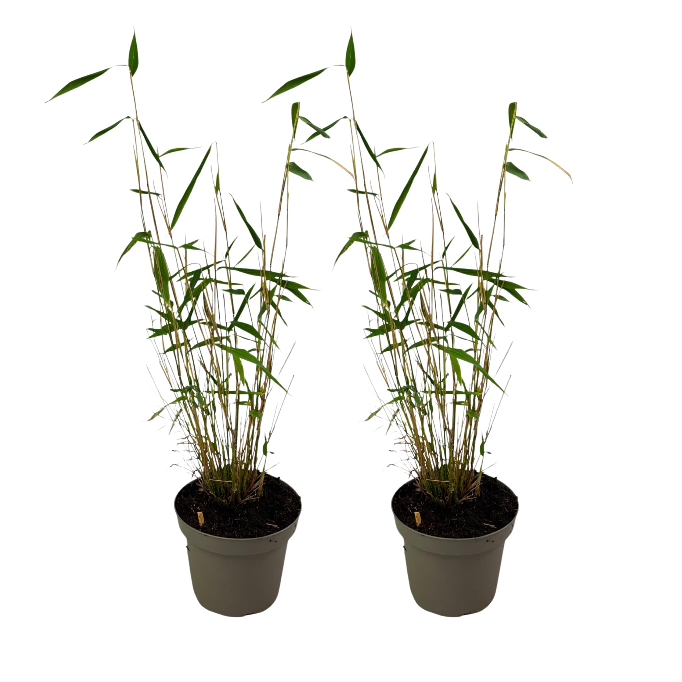 Fargesia papyrifera 'Blue Dragon' Bambou à papier Lot de 2 Pot 13cm Hauteur 30-40cm