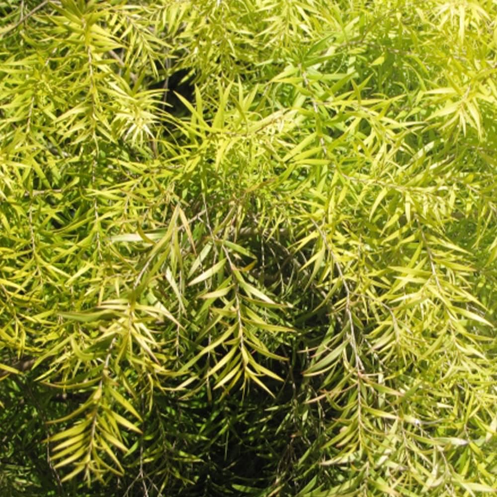 Amazon.co.jp: ITANSE メラレウカ レボリューションゴールド 4号