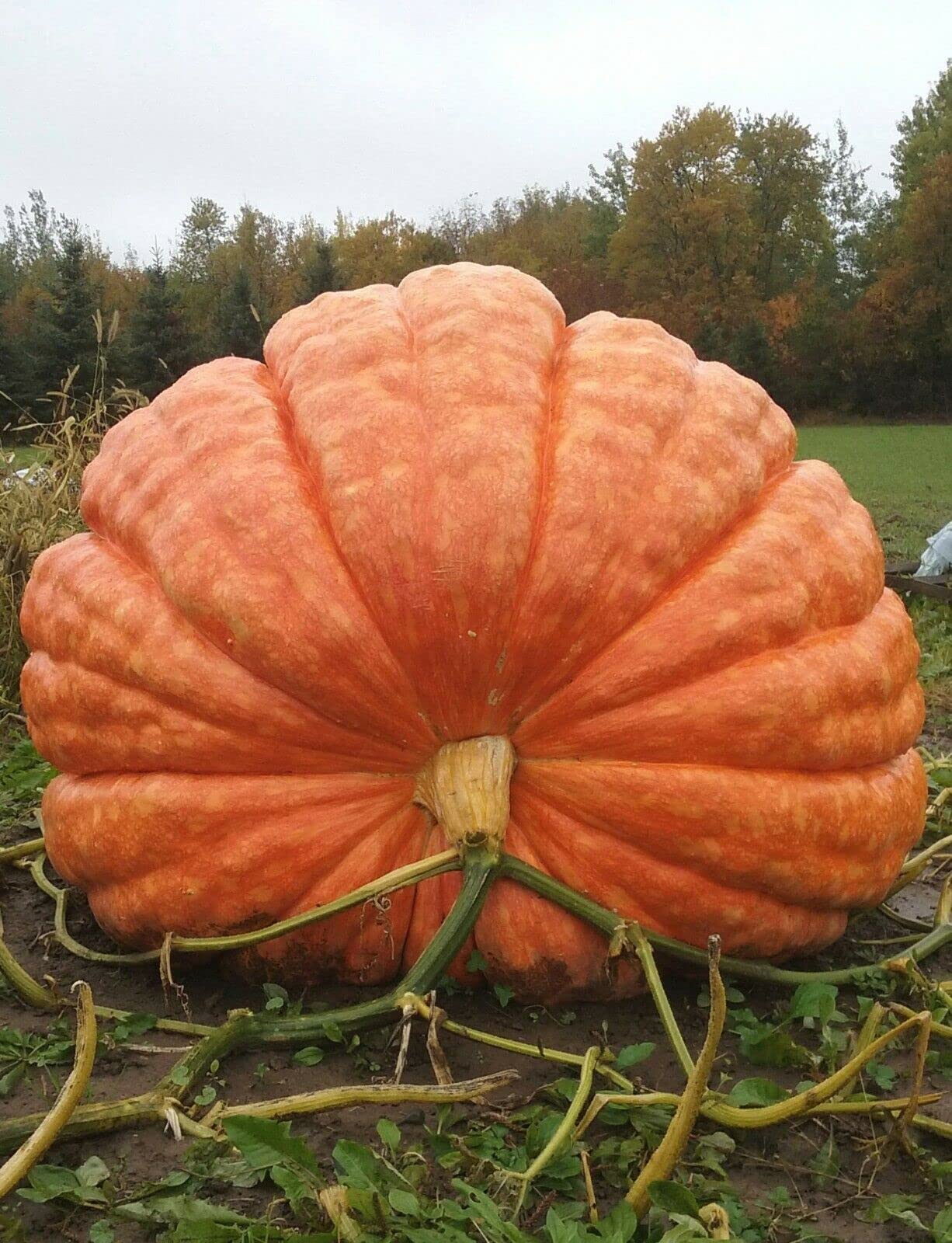 Giant Pumpkin - Cucurbita Maxima 'Atlantic Giant' Vegetable Seeds, The World's Biggest Pumpkin Variety Home Garden Planting by Heavy Torch, 5 Seeds