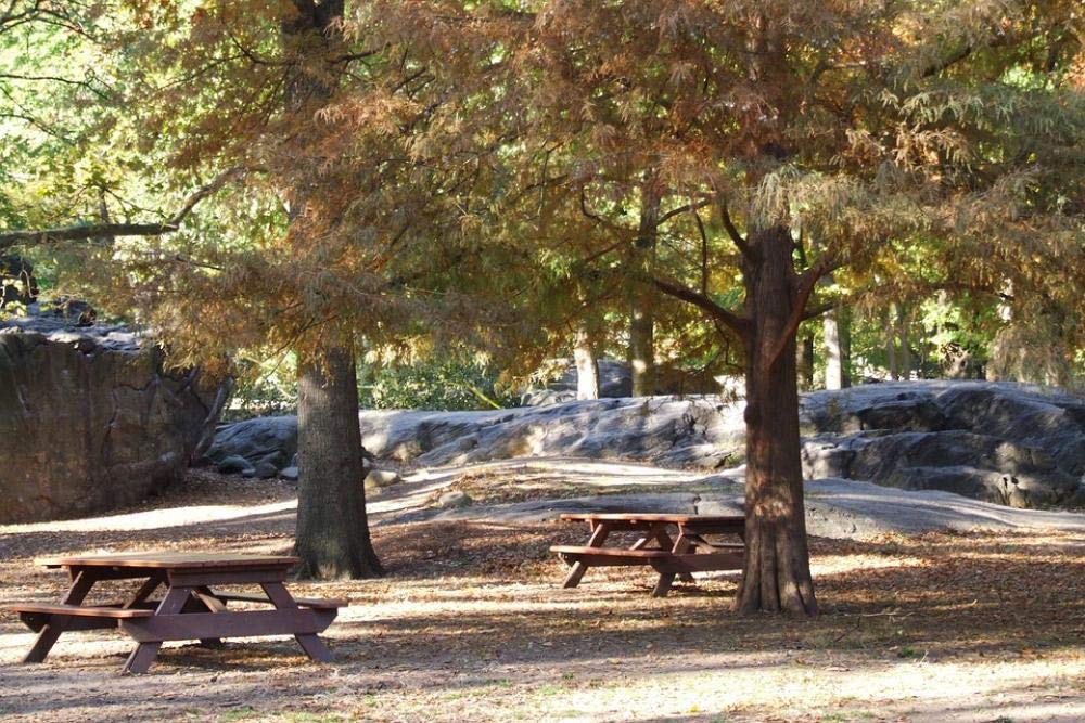 ZYDZYD New york city building construction plant big tree,30X40cm Paint by numbers For Adults and Kids DIY Oil Painting Number Kit - Frameless