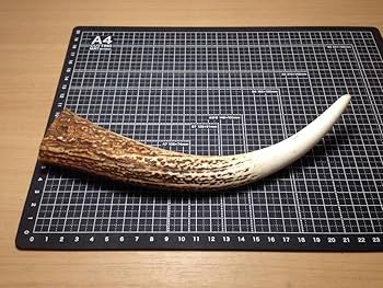 鹿の角(1対) 楽天市場】【ふるさと納税】天然 日本鹿の角 一対（小：約40cm