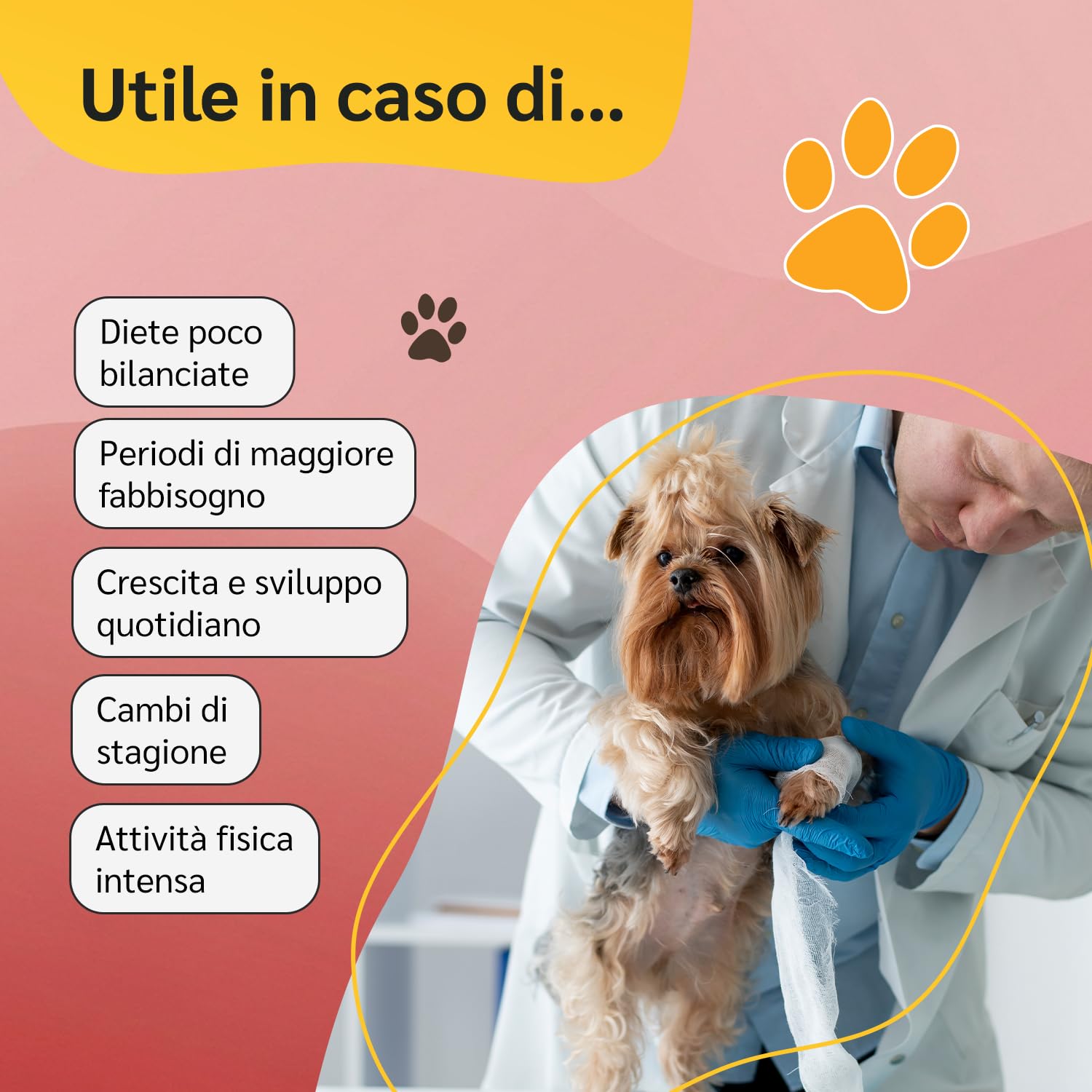 amusi Multivitaminico + Articolazioni Per cani e gatti: Integratore 120 Compresse con Vitamine, Taurina e Lievito + Supporto Articolare 125 Compresse con Glucosamina, Condroitina, MSM e Curcuma