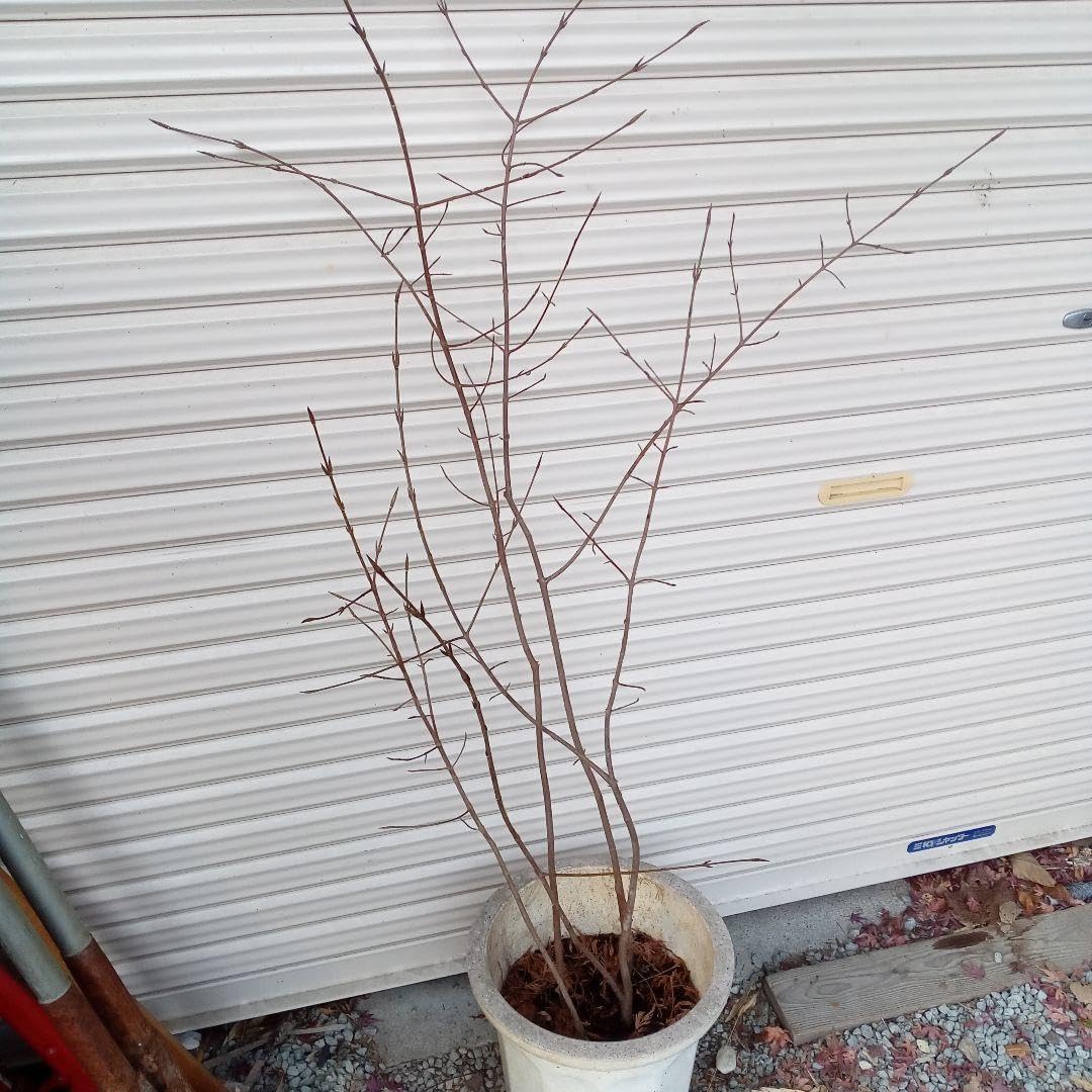 山採りツリバナマユミ 希少。切り戻し本株立2.7M(鉢底から) 山採りツリバナマユミ 希少。切り戻し本株立2.7M(鉢底から)