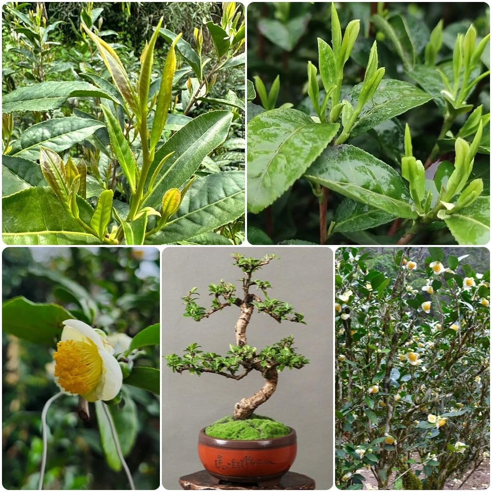 Semillas de té verde, semillas de té, arbustos en de té Camellia sinensis, semillas exóticas en resistentes al aire libre resistentes 35pcs