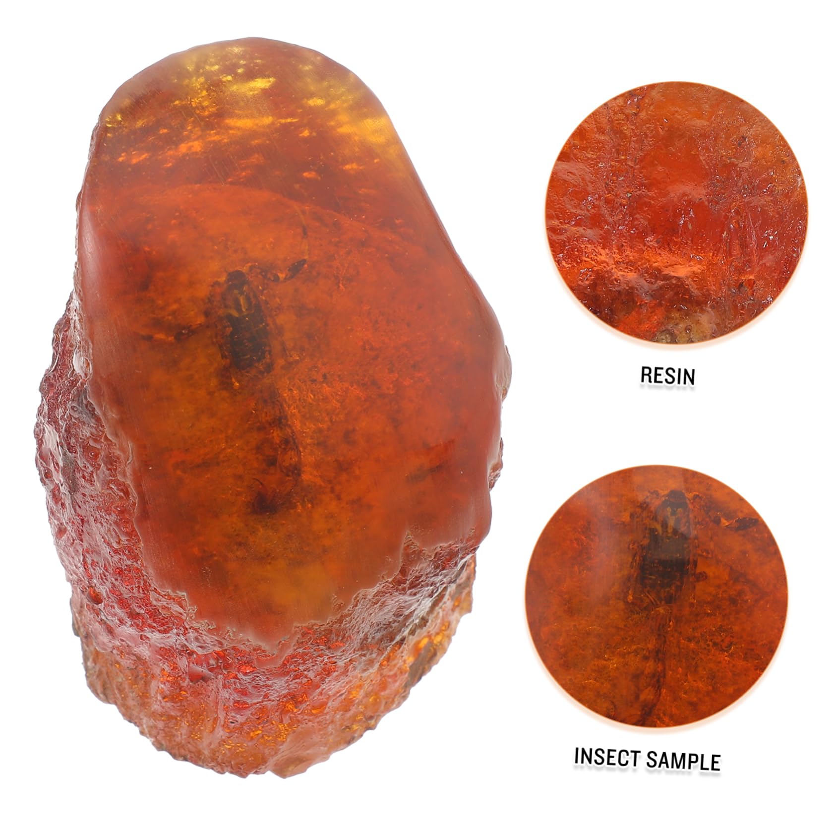 Gatuida 5stücke Scorpion Specimen Aus Resine Dekoratives Insekt Für Sammler Handgefertigter Naturstein Einzigartiges Wohnaccessoire Ca Deko Für Zuhause Und Büro