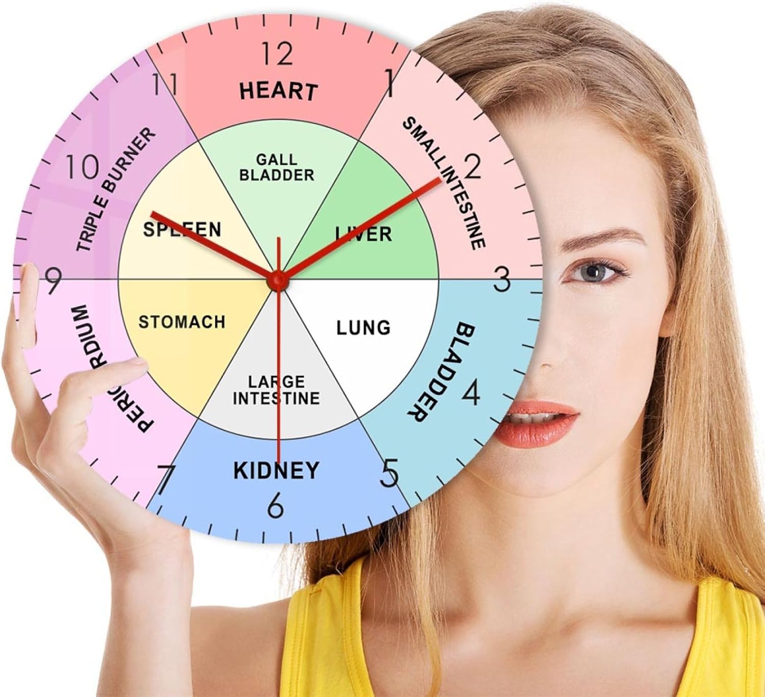 12 inch Wall Clock Chinese Organ TCM Body Clock Traditional Chinese Medicine Modern Design Wall Clock Energy Cycles for Health and Healing Artwork for Modern Wall Decor