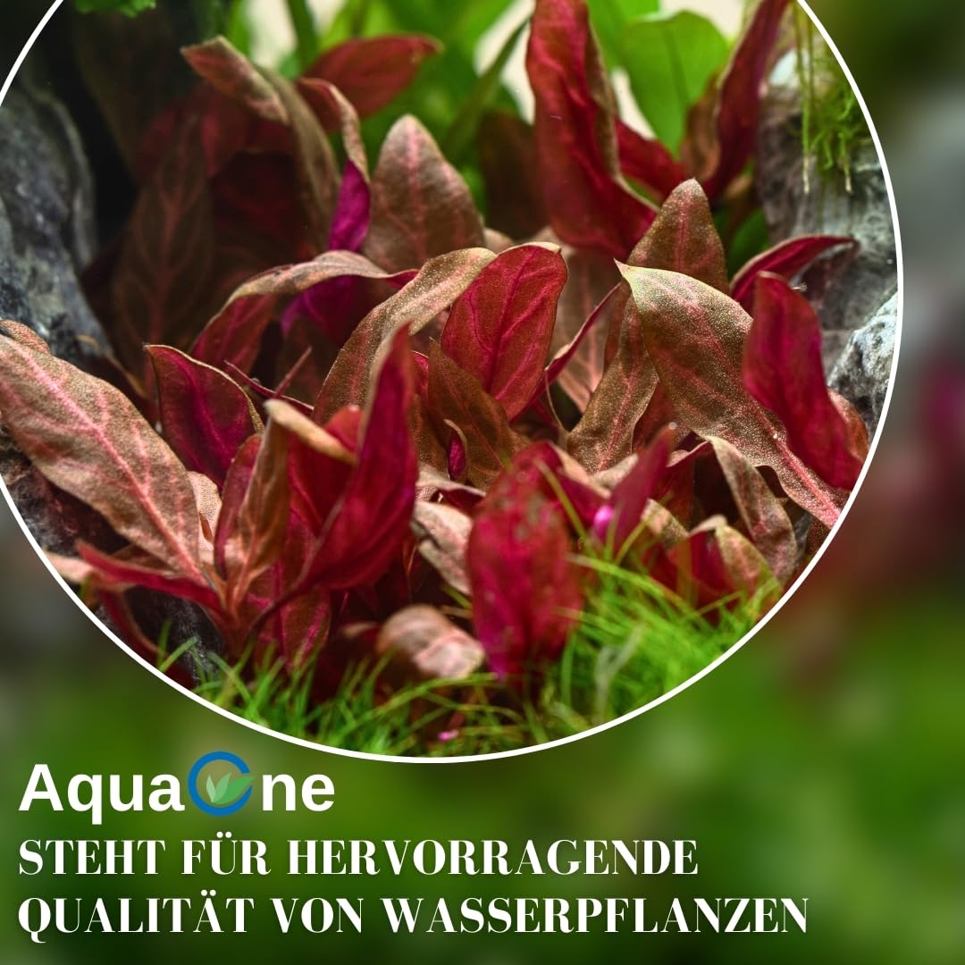 AquaOne Aquarium Pflanze 3 Stück Alternanthera reineckii 'Pink' I Wasserpflanze Aquariumpflanze Stängelpflanze voll durchwurzelt einfach pflegeleicht Aquascaping Dekoration