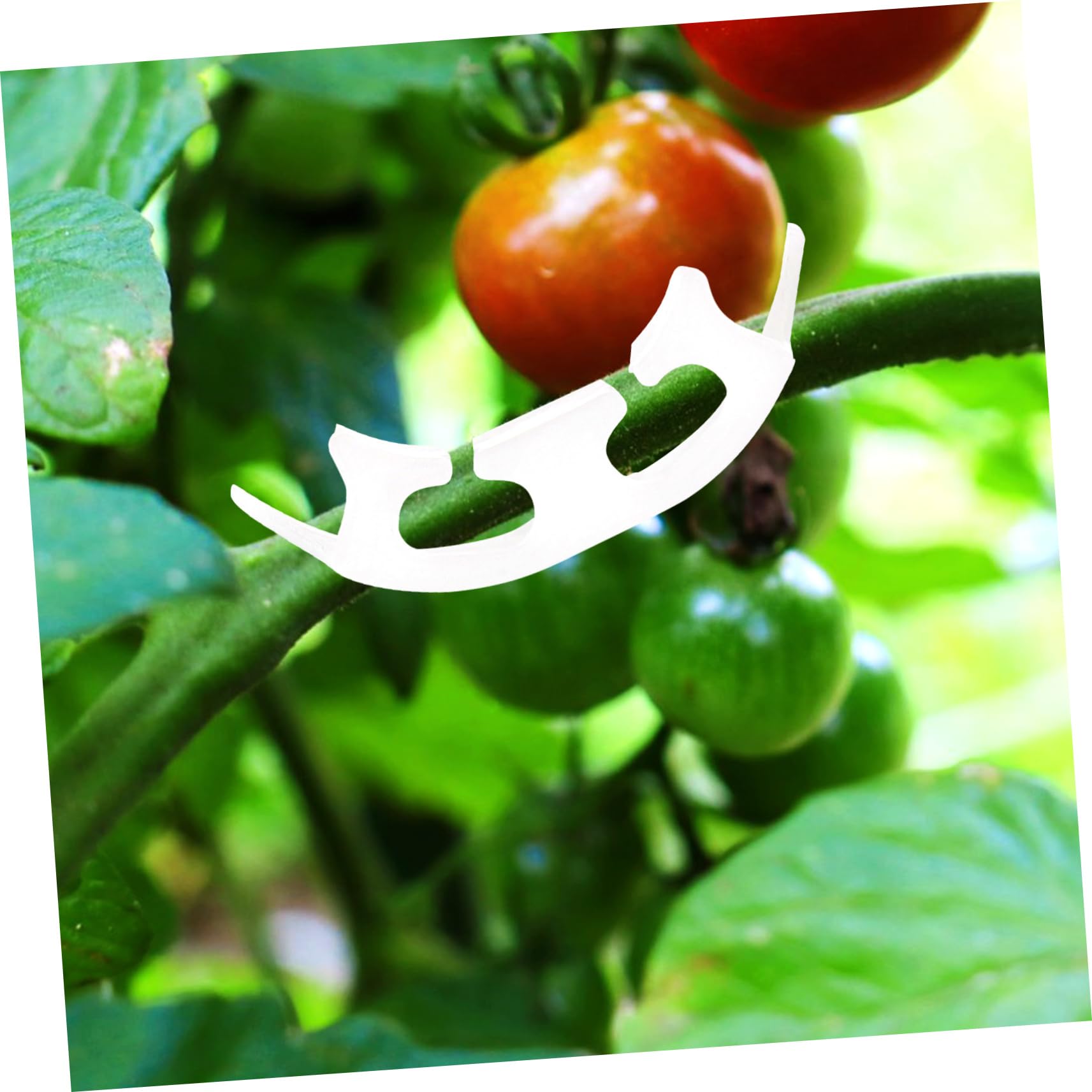 BESTonZON 4 Sätze Tomatenclip Clips Einsätze Drinnen Gemüseklammern Einsatz Anlage Pflanzen Tomatengartenclip Kunststoffklammern Für Den Garten Clip Für Gemüse Plastik Weiß 100 Stück * 4