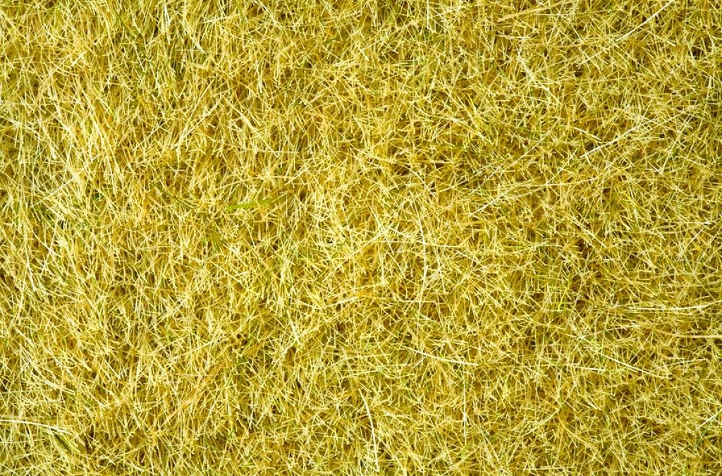 Noch 07091 6 mm Wild Grass Beige Landscape Modelling