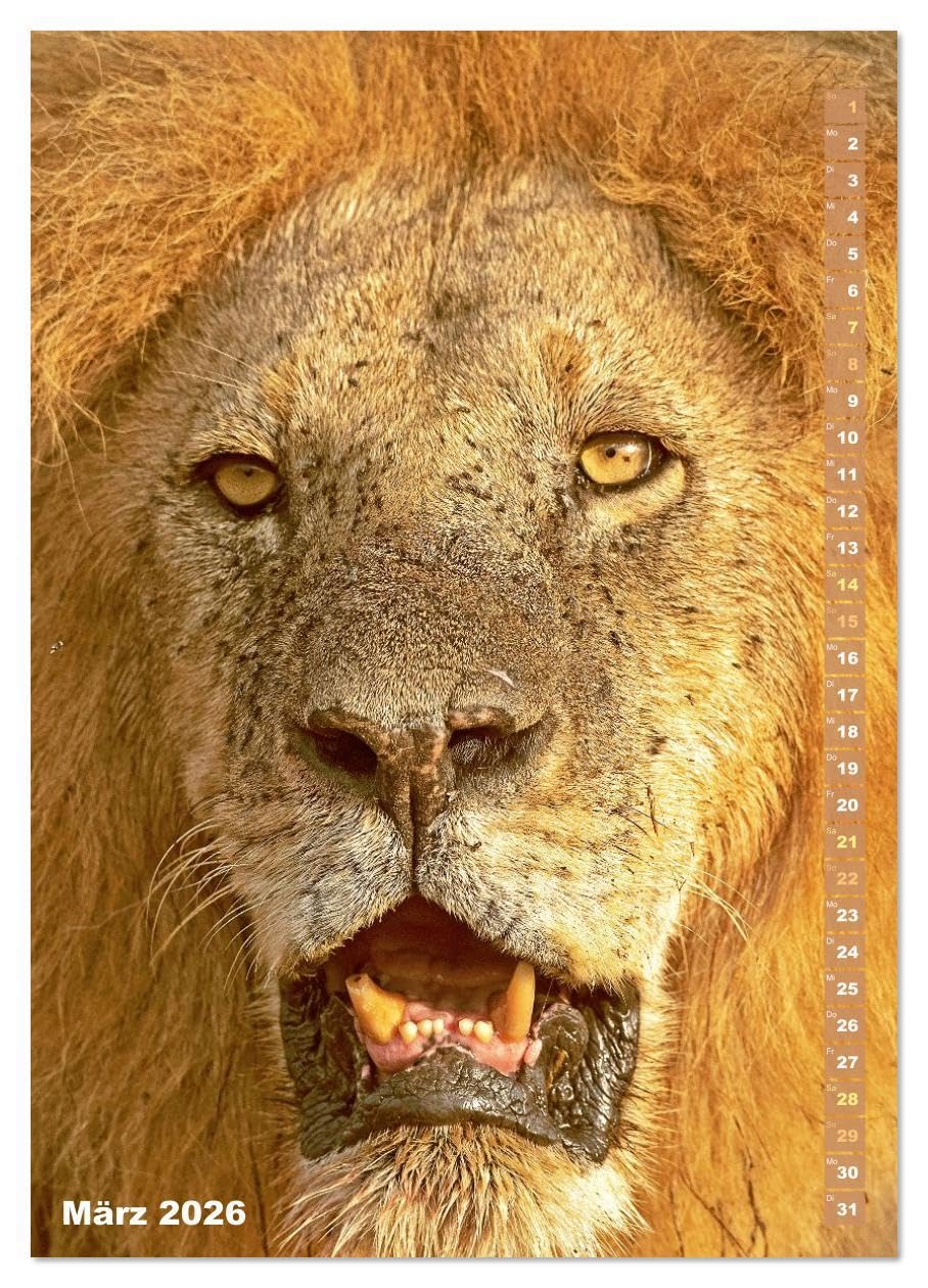 Raubkatzen: Die Jäger auf leisen Pfoten (hochwertiger Premium Wandkalender 2026 DIN A2 hoch), Kunstdruck in Hochglanz: Sprungkraft, Eleganz und Schönheit: Jaguar, Löwe und Tiger (CALVENDO Tiere)