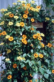 50 Thunbergia alata Seeds, commonly Known as Black-Eyed Susan Vine, for a Climbing Plant That Produces Vibrant, Showy Flow...