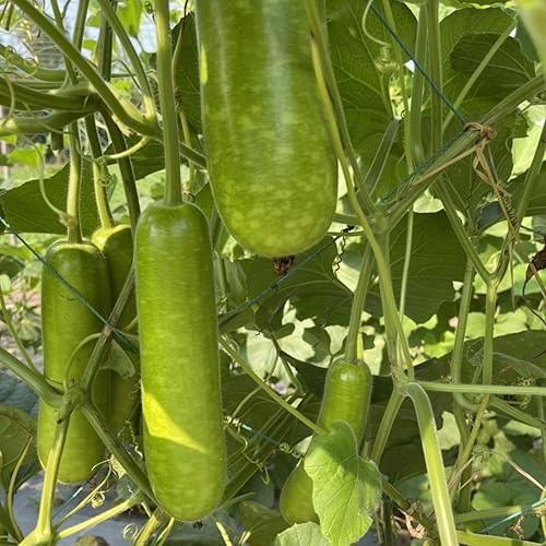 Miniatura 5 de 25 semillas de calabaza de botella larga, botella de estrella, semillas de calabaza asiática para plantar jardín al aire libre