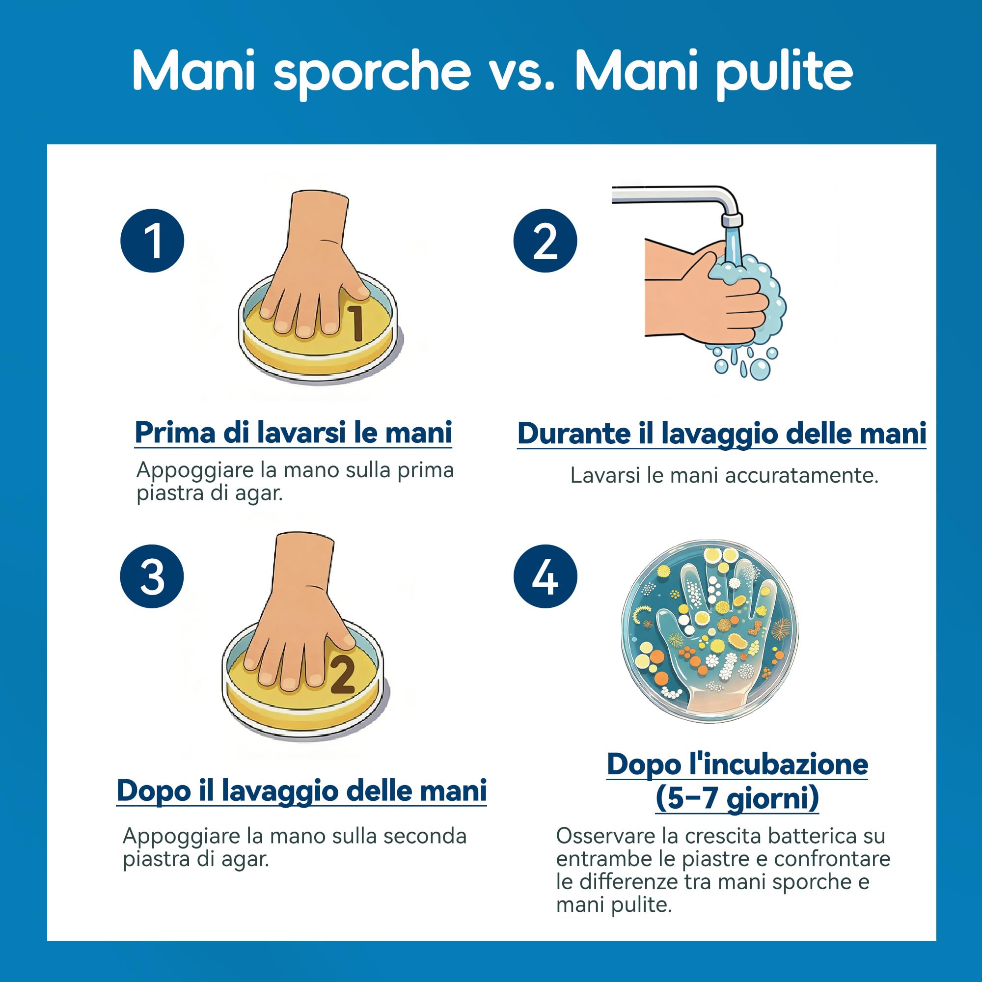 Kit per impronte di batteri per bambini, 2 piastre giganti di agar Petri pre-versate da 150 mm, progetto scientifico per esperimenti di microbiologia, con lente d'ingrandimento e tamponi sterili