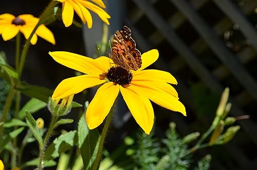 Miniatura 2 de Earthcare Seeds Black Eyed Susan Rudbeckia hirta 500 semillas - Heirloom - Polinizado abierto - Hermosas semillas de flores para plantar - Atrae a