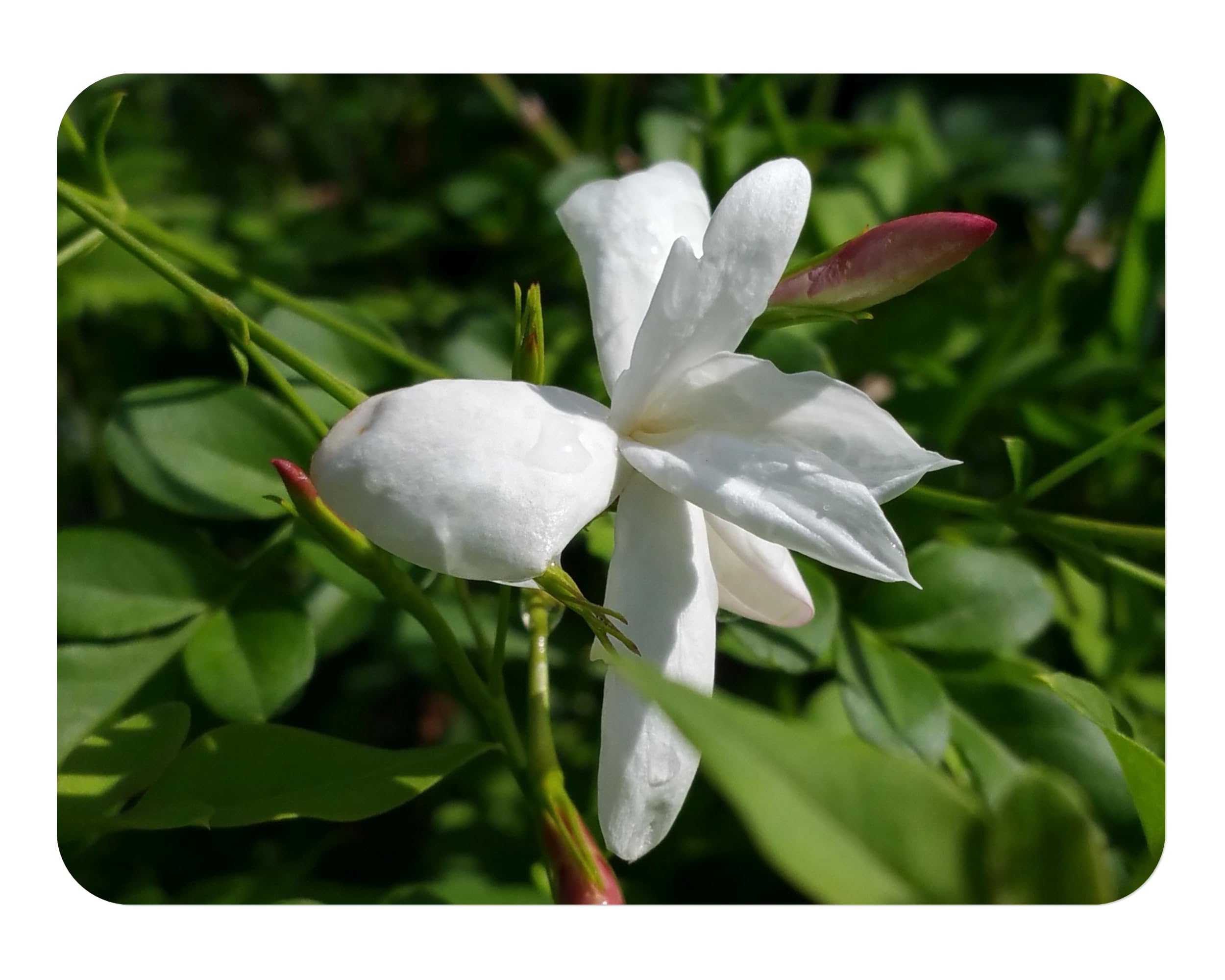 Emerald Goddess Gardens Officinale Jasmine