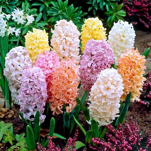 Blue Magic Design 10 prepared fragrant garden bedding Mixed Colour Hyacinth corm perennial plants-16/17cm flower bulb -Summer Autumn gardening