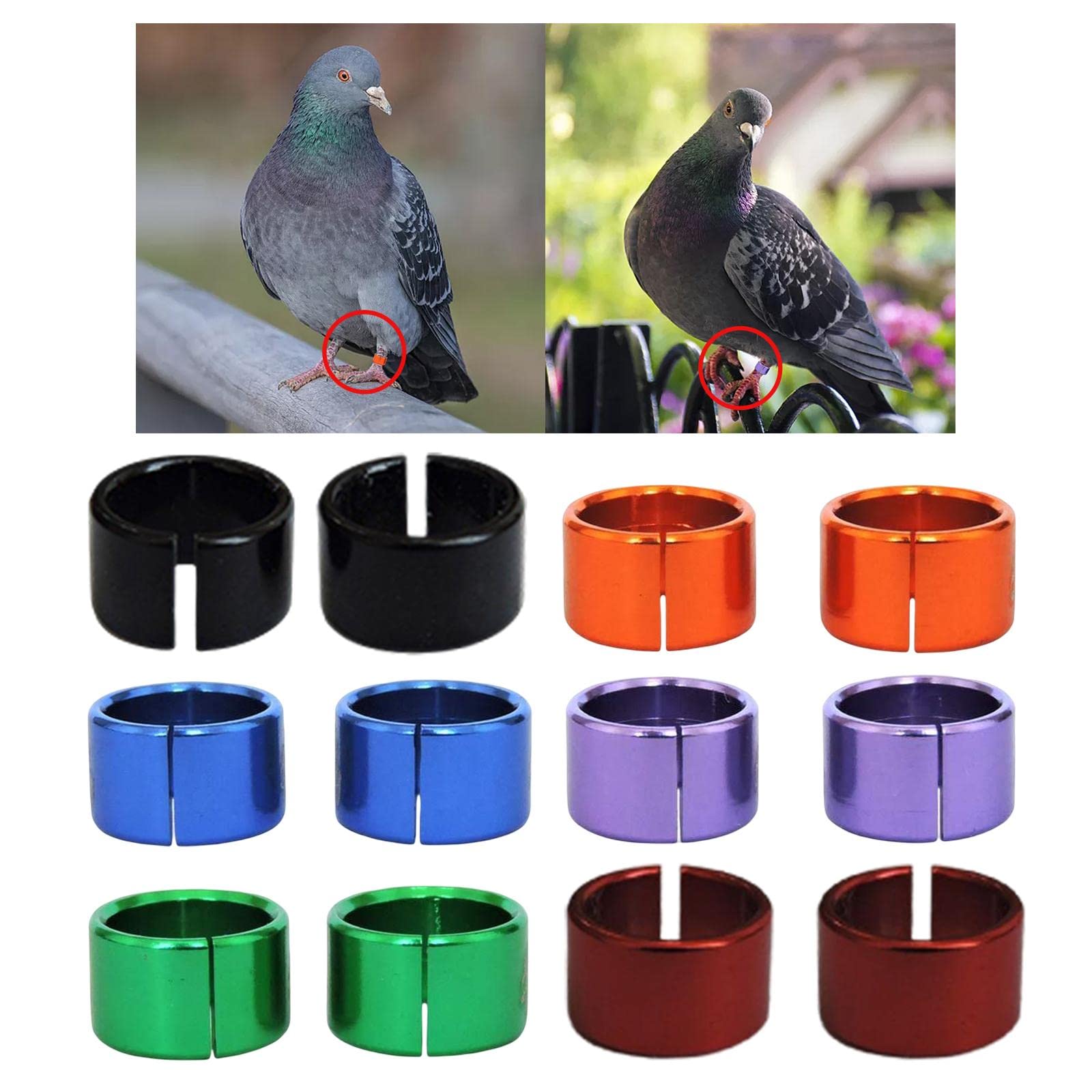 Identyfikacja za pomocą obrączek na nogi ptaków, Obręcze na nogi gołębi Wielokolorowe aluminium 12/24/60 szt. Dla ptaków Drób(5 set of12PCS Multicolor)