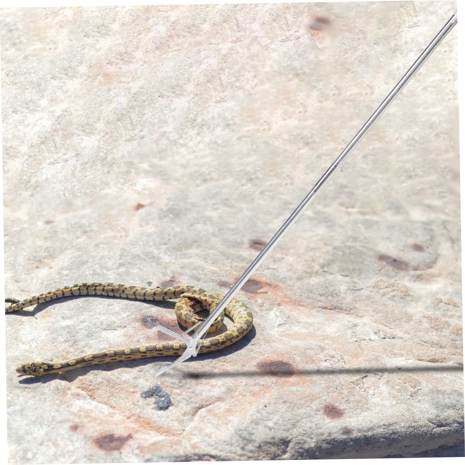 4 pezzi pinzette for rettili serpente acciaio inossidabile strumenti for granchio strumento for raccogliere lettiera strumento for afferrare strumento for afferrare serpente Pinze for serpenti Pinze f