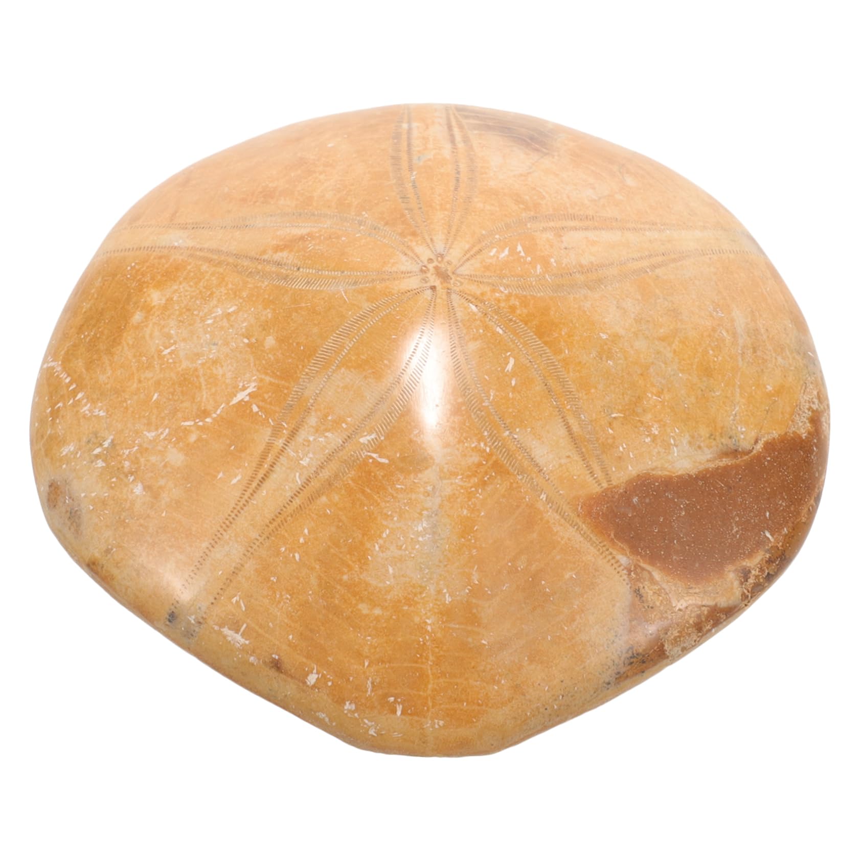 Specimen Sea Star for Teaching Natural Sea Star Sea Star Specimen for Teaching Sea Star Decoration Sea Star for Collecting Sea Star for Ornament Sea Star for Decor JECOMPRIS