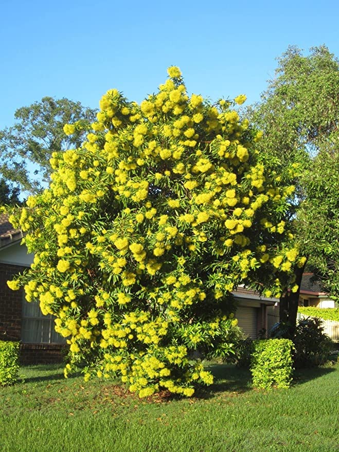 GREENLIVE TRADERS FIRST LOVE FLOWER LIVE PLANTS YELLOW| GARDEN DECOR (B0B9X26ZXF) Amazon Price History, Amazon Price Tracker