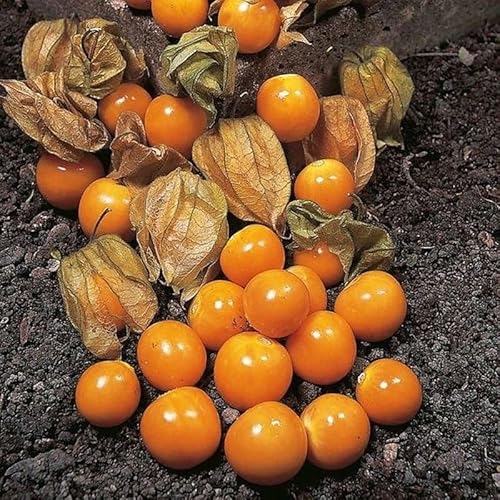 Cape Gooseberry Ground Cherry Seeds (40 Seeds) Seeds for Planting,