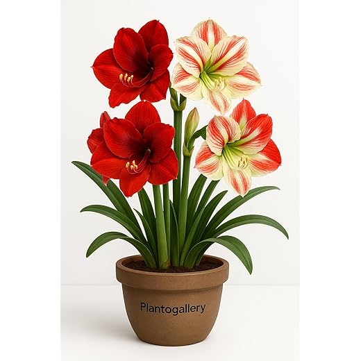 Amaryllis Lily Bulbs Pack of 3