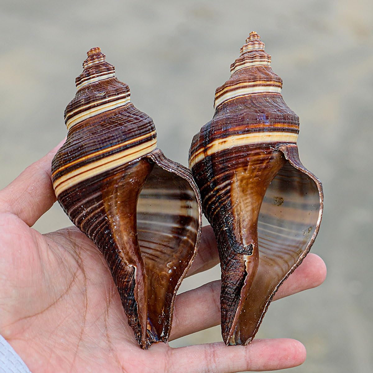Coquillage, 12-15Cm la décoration de Mariage, fête à thème sur Plage(12~13cm)