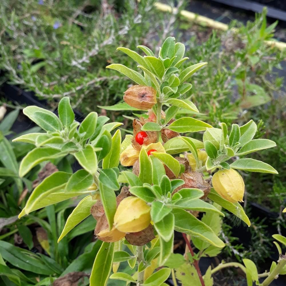 EverSneh Ashwagandha Indian Ginseng Withania Somnifera Ayurvedic Herb Adaptogen Live Plant for Home and Garden With Black Plastic Pot (B0CWZ42QYT) Amazon Price History, Amazon Price Tracker