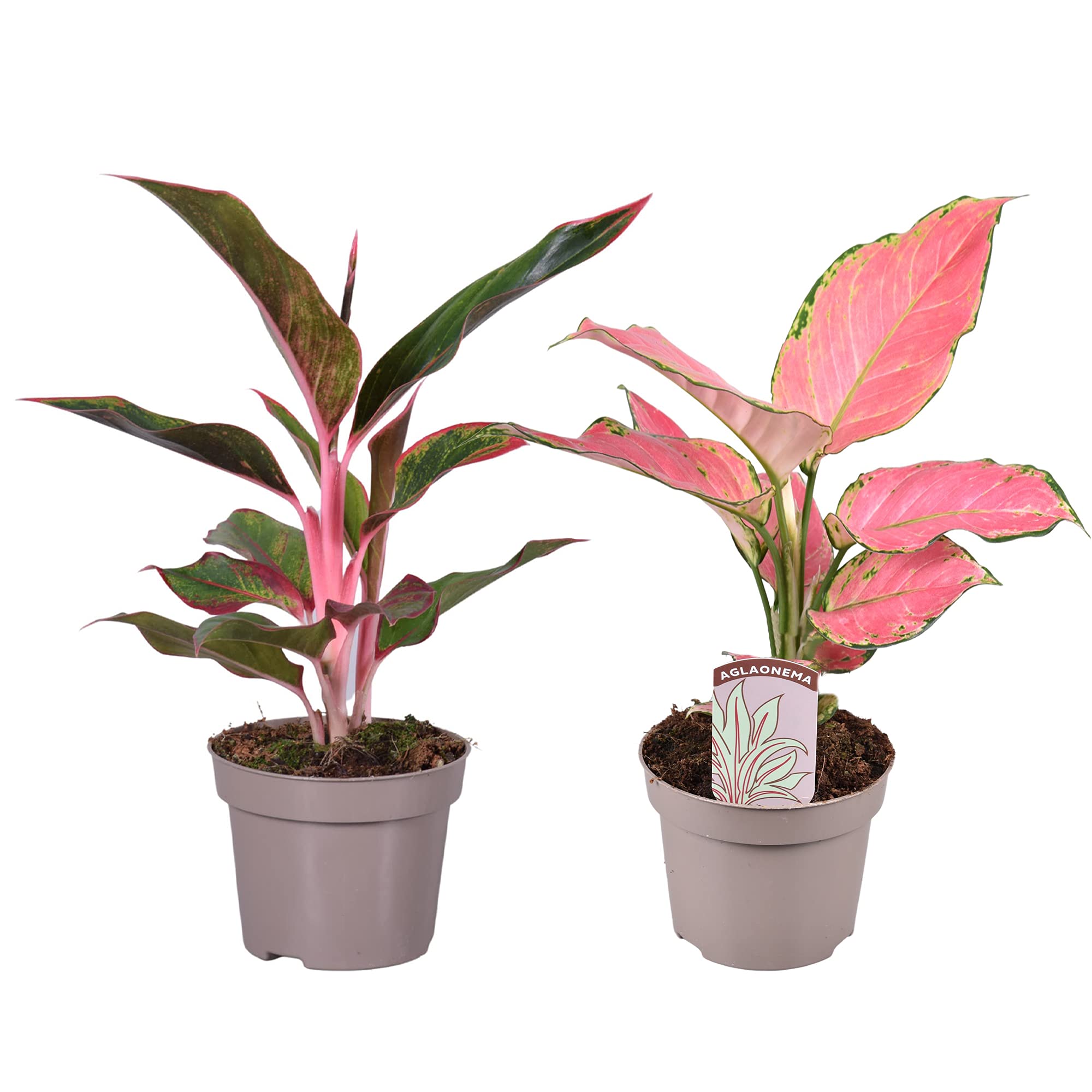 zimmerpflanze caladium Caladium 'Kathleen' | Buntwurz main image 0