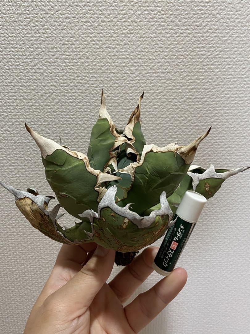 オアハカ　オテロイ　現地株　coyote 宇多田さん Amazon.co.jp: オアハカ オテロイ 現地株 coyote 宇多田さん ホビー