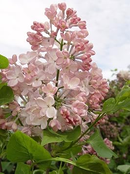 Syringa X hya. Maidens Blush Lilac Shrub, light pink flowers, #3 - Size Container