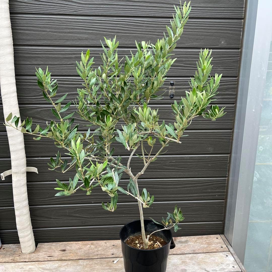 オリーブの木　カヨンヌ オリーブ オリーブの木 カヨンヌ 7号 約100cm 希少 オリーブ オリーブ