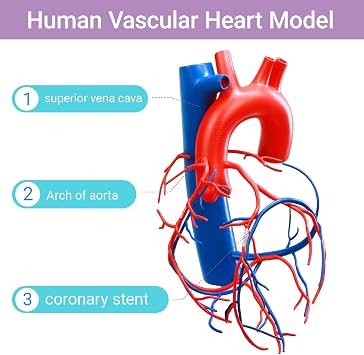 HADWYN Life Size Human Heart Model with base,Vascular Heart, Increased sized coronary anatomy depicting the cardiac veins