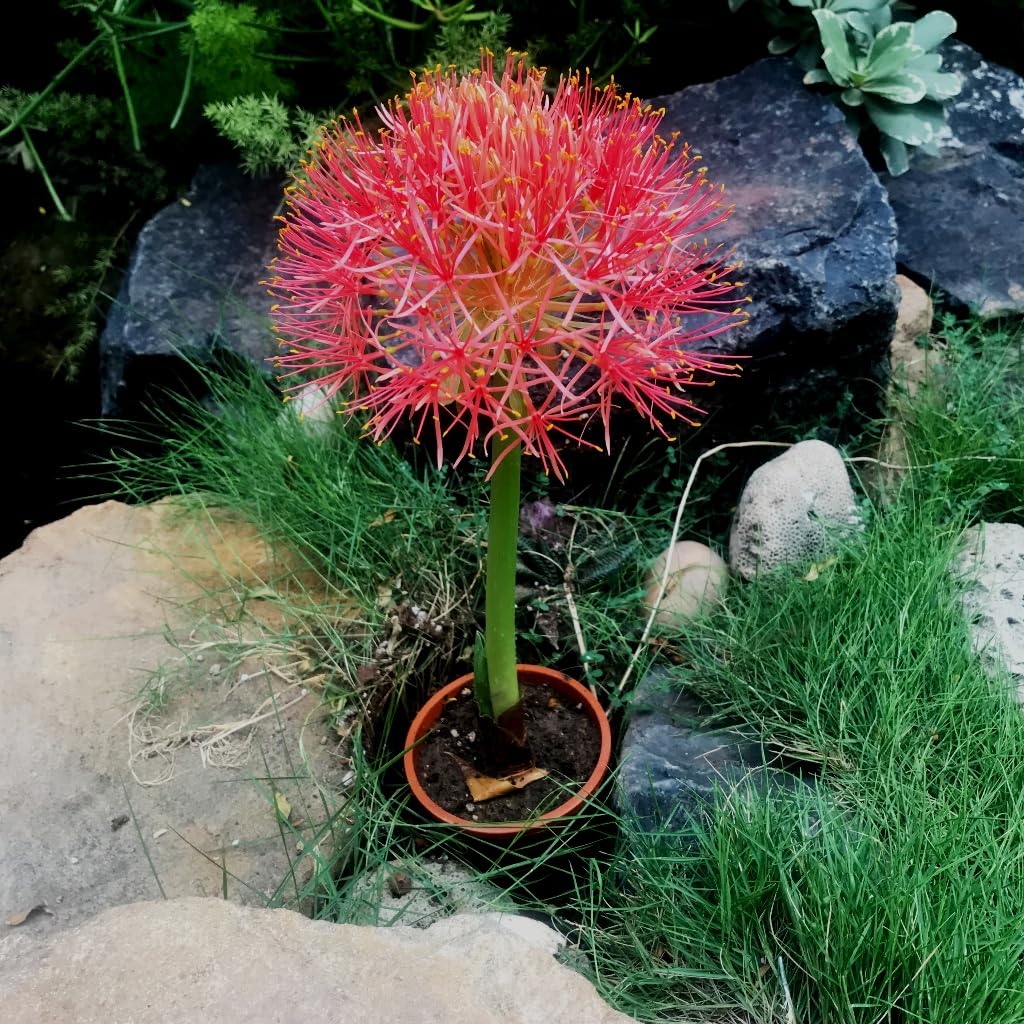 myBageecha - African Blood Lily | Red | Flowering Bulbs (Pack of 5) | Premium Flower Bulbs for Home Gardening | Fresh bulbs for Flower Pots-image-11