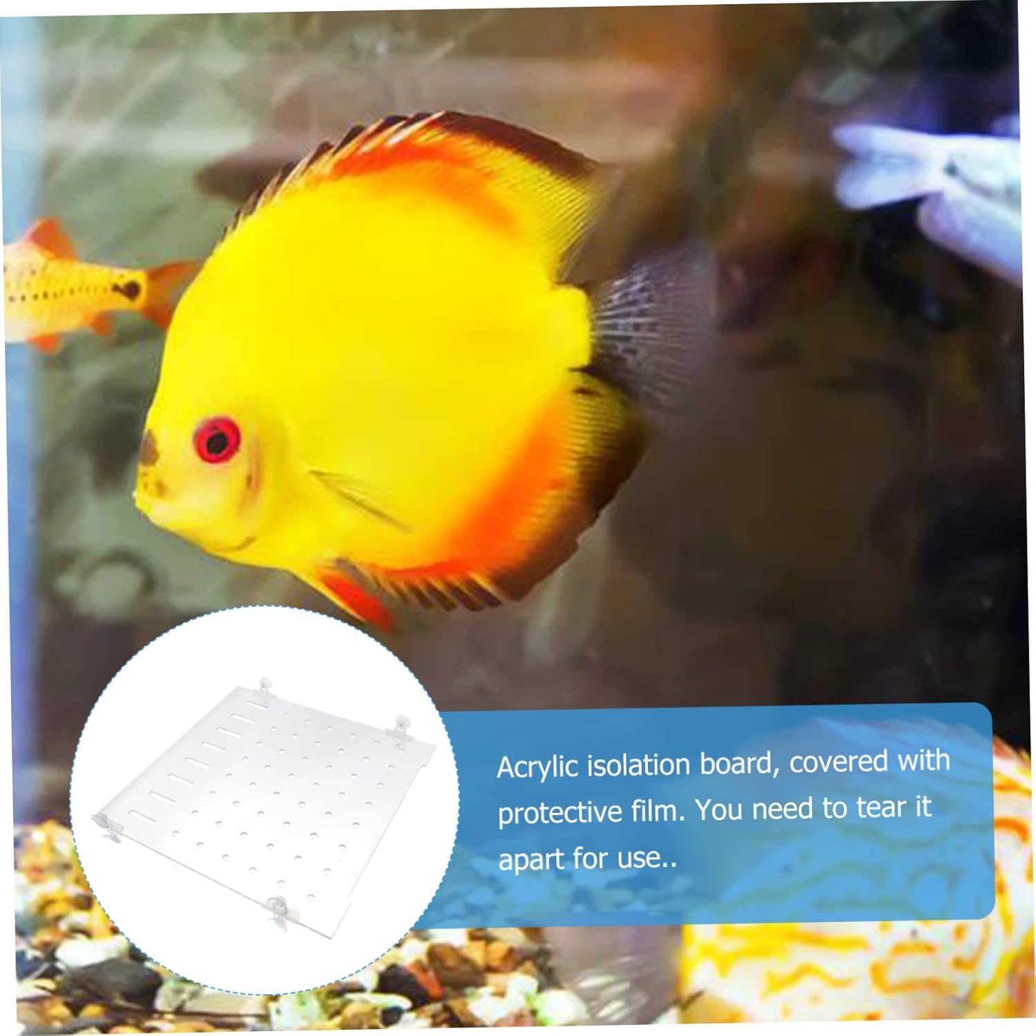 Acrylic Fish Tank Isolation Board Separator Suction Cups for Fishtank Betta Fish Aquarium