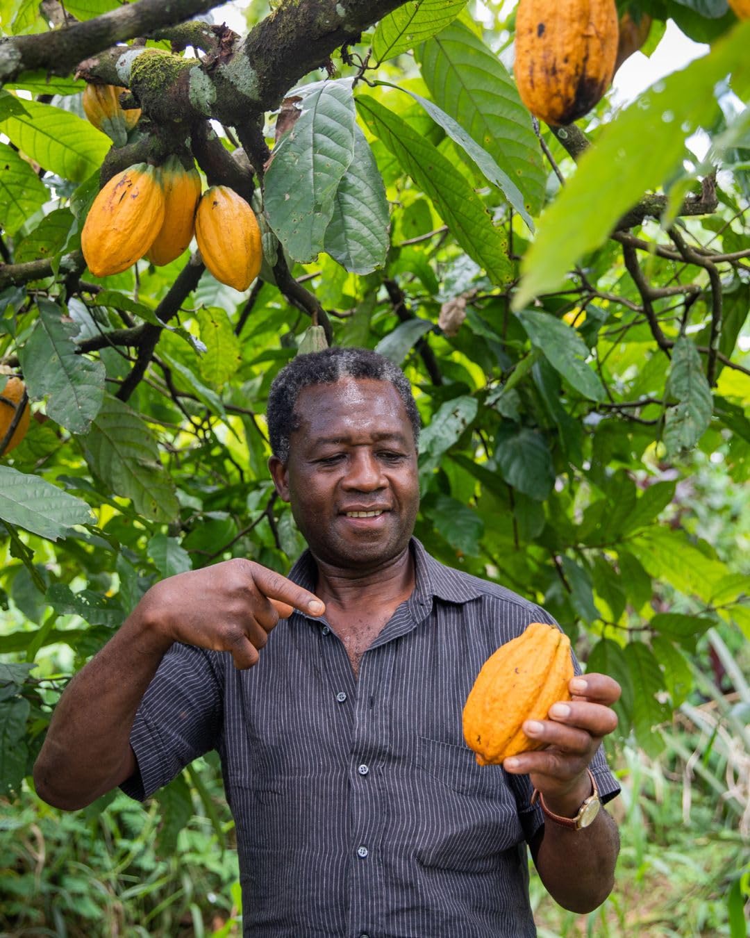 Kovafood Organic Raw Cocoa Seeds, Cacoa seed. 2LBS for making Chocolate, Cocoa Powder and butter. Product of Ghana