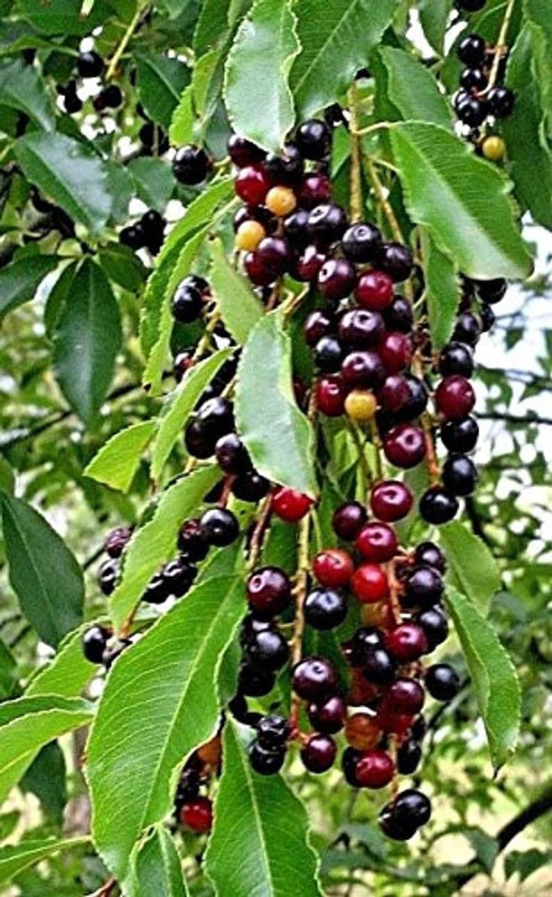 Cloud Farm Live Cherry Fruit/Black Tartarian Cherry/Sweetheart cherry 1 Healthy Live Fruit Plant CF_76 (B0BD5VXHC1) Amazon Price History, Amazon Price Tracker